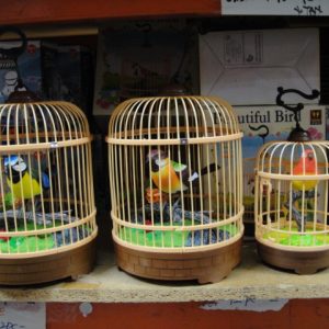 Singing Birds in Cage